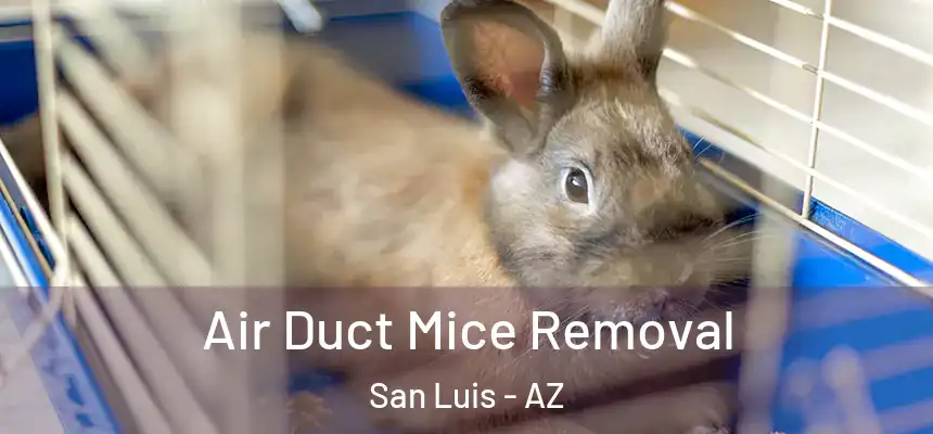 Air Duct Mice Removal San Luis - AZ